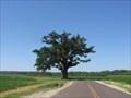 Image for McBaine Burr Oak (Lewis and Clark National Historic Trail) - McBaine, MO