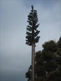Image for Pine Tree Phone Tower - Rhyll, Phillip Island, Victoria