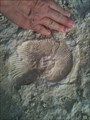 Image for Benbrook Lake Fossil Site - Benbrook, TX, US