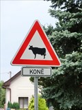 Image for Horse or cow - Hlusice, Czech Republic