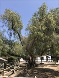 Image for Heritage Hill Historical Park Tree - Lake Forest, CA