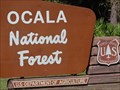 Image for Florida Black Bear Scenic Highway - Ocala National Forest - Altoona, Florida.