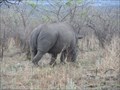 Image for Coveting Horns, Ruthless Smugglers’ Rings Put Rhinos in the Cross Hairs  -  Kruger National Park  -  South Africa