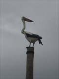 Image for West Beach Pelican "June" Sculpture