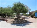 Image for Texas Ebony Tree, Tempe Public Library Plaza - Tempe, Arizona