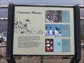 Image for Common Murres - Point Reyes National Seashore