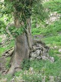Image for Hungry Tree - Corfe Castle, Isle of Purbeck, Dorset, UK