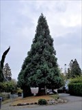 Image for Sequoiadendron giganteum at 13453 - 14 Avenue - Surrey, BC