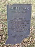 Image for 350+ year old White Oak/Quercus Alba - Orestes, IN