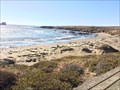 Image for Watch the Elephant Seals - San Simeon, CA