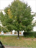 Image for Millennium tree - Kromeriz, Czech Republic