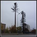 Image for Two Pine Tree Cell Towers - Ankara, Turkey  - Ankara, Turkey
