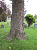 Image for Pole eating Tree - Colma, CA