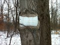 Image for No Trespassing Tree