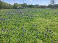 Image for JC Penney Bluebonnets - Plano, TX, US