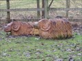 Image for Sheep - Emberton Country Park, Buck's