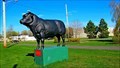 Image for Kingsley the Steer  - Kingston, NS, Canada