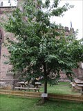 Image for A.E.Housman Cherry Tree - St.Laurence's Churchyard, College Street, Ludlow, Shropshire. SY8 1AN
