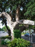 Image for District Court Tree - Columbus, TX