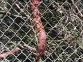 Image for Fence eating tree - Los Gatos, CA