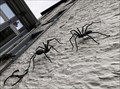 Image for Zwei Spinnen an der Wand in Monschau - Nordrhein-Westfalen, Germany