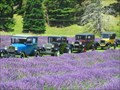 Image for Lavender Fields. Napier. New Zealand.
