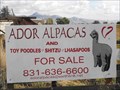 Image for Ador Alpacas - Hollister, California, USA 