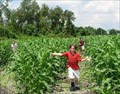 Image for Long & Scotts Farm Corn Maze