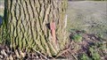 Image for Omnivoric tree eats pole - Homoet, NL