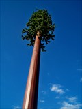 Image for Tree Cell Tower - Gibsonton FL