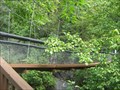 Image for Swinging Bridge at Pinnacle Natural Area Preserve, VA