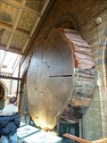 Image for Giant Sequoia - Natural History Museum  - London, UK
