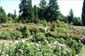 Image for International Rose Test Garden - Portland, Oregon