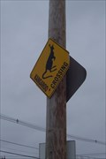 Image for Kangaroo Crossing in Massachusetts