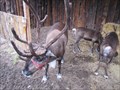 Image for Wild Berry Park Reindeer - Anchorage, Alaska