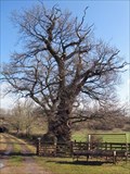 Image for Jacobite Rebel Tree - Clifton, Cumbria UK