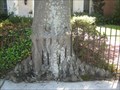 Image for Fence Eating Tree in New Orleans, LA