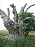 Image for John Bunyan's Tree - Harlington, Bedfordshire, UK