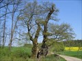 Image for Millenial giant oak near Borlinghausen, North Rhine-Westphalia, Germany