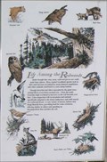 Image for Life Among the Redwoods - California