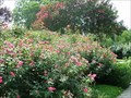 Image for The Carter Presidential Center Rose Garden-Atlanta, Georgia