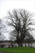 Image for The Lime Tree