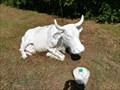Image for white cow - Vigo, Pontevedra, Galicia, España