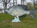 Image for Large Crappie - Hornbeak, Tennessee