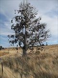 Image for Shaniko Oregon Shoe Tree
