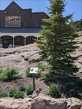 Image for Colorado Blue Spruce - Royal Gorge Park - Cañon City, CO