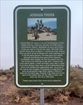 Image for Joshua Trees - Lincoln County, NV