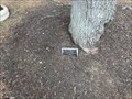Image for FIRST -- Tree Planted by Aberdeen Tree Committee - Aberdeen, MD