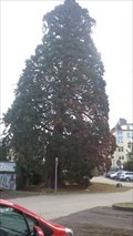 Image for Mammutbaum auf dem Parkplatz der VHS - Neuwied - RLP - Germany