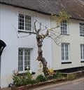 Image for ‘’Mark tree’’ - High Street - East Budleigh, Devon